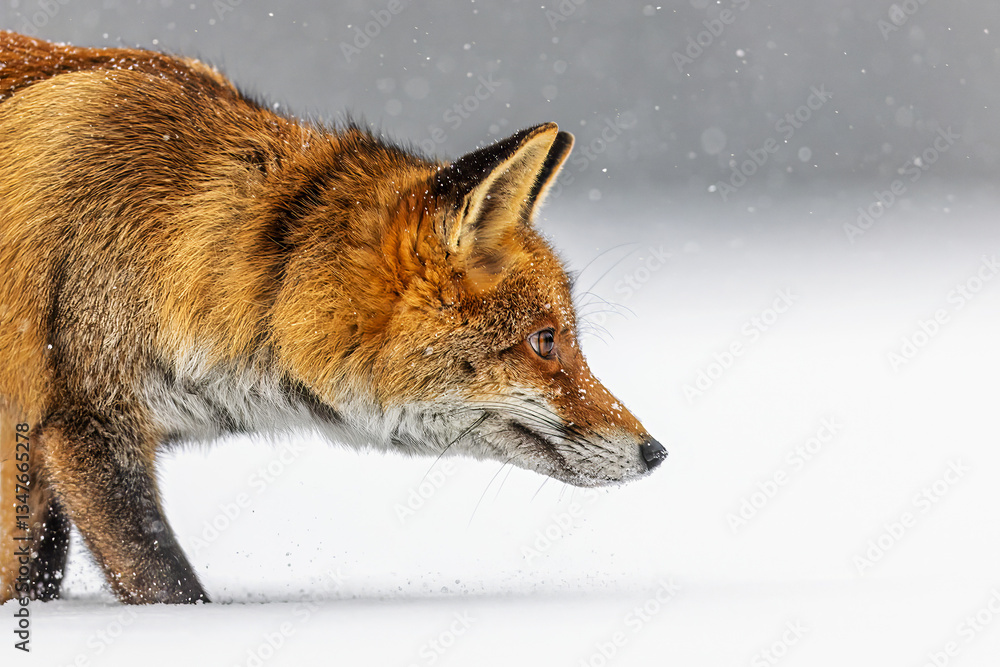 Obraz premium male red fox (Vulpes vulpes) detail on the snowy head