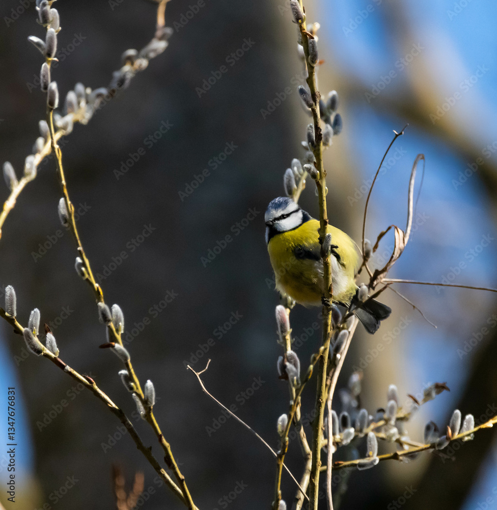 Obraz premium Blue Tit (Cyanistes caeruleus) Among Spring Blossoms – Birdwatching Photography, Easter