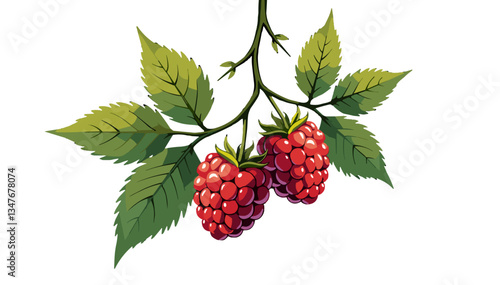 Digital illustration of fresh raspberries on a branch in modern elegant vector style with bright appeal on transparent background