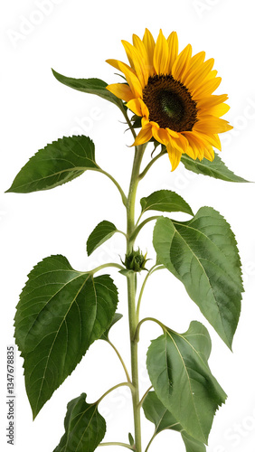 Sunflower full size, stem, leaves and flower on white background