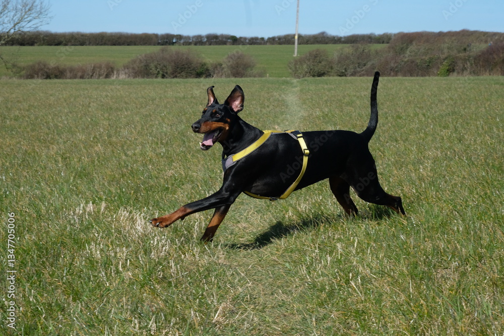 Female Doberman 7 years old exercising in a field Padstow Cornwall Female Doberman 7 years old exercising in a field Padstow Cornwall