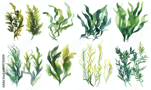 Watercolor Seaweed and Algae Collection for Aquariums and Underwater Decor