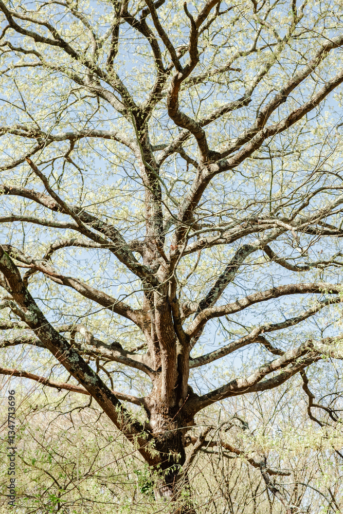 Blossoms Whispering Secrets to Spring Blossoms Whispering Secrets to Spring