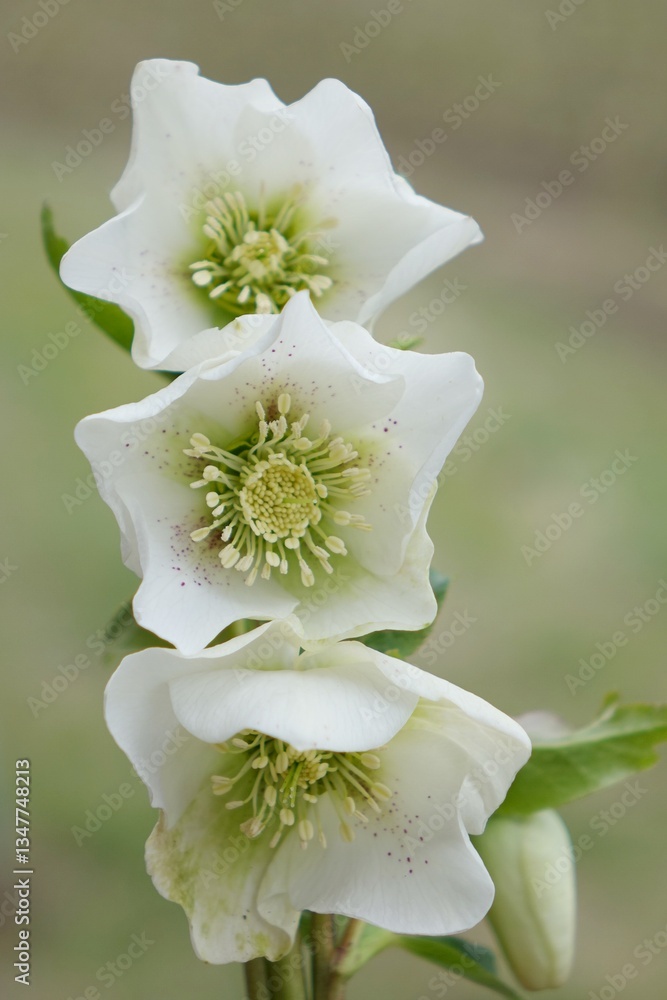 Obraz premium white rose flower