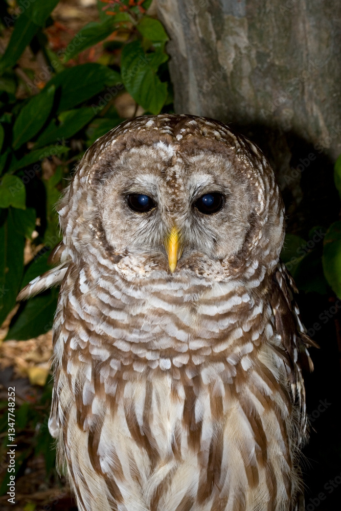 Fototapeta premium Portrait of a Barred Owl, Strix varia