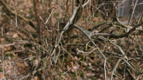 Close-up shot of budding lilac branches in early spring. Fresh green buds emerging on twigs, symbolizing renewal, Easter, and seasonal change. Natural outdoor scene with soft focus background.