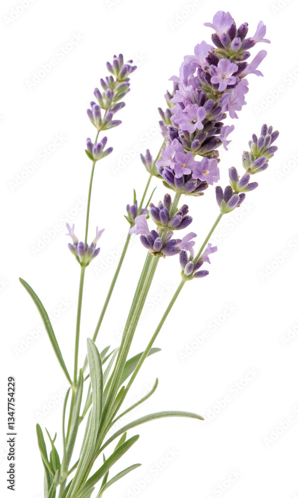 Fototapeta premium A single lavender plant, fully bloomed, isolated on a transparent background.