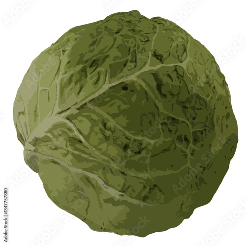 Cabbage
