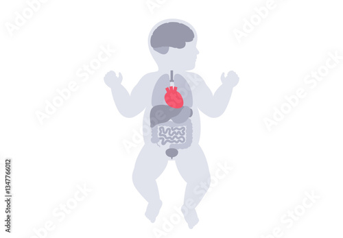 Human internal organs