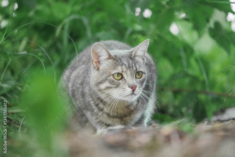 A cat is sitting on the ground in a grassy area with cautious look. The scene has a calm and peaceful mood, as the cat seems to be enjoying its surroundings and looking for prey. A cat is sitting on the ground in a grassy area with cautious look. The scene has a calm and peaceful mood, as the cat seems to be enjoying its surroundings and looking for prey.