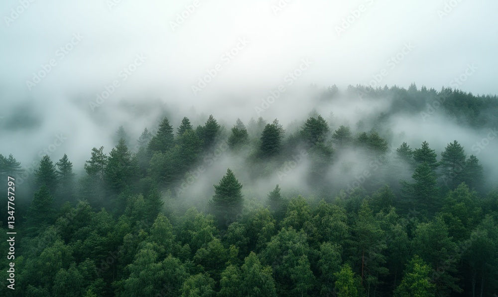 Misty forest, green canopy, ethereal scene. Misty forest, green canopy, ethereal scene.