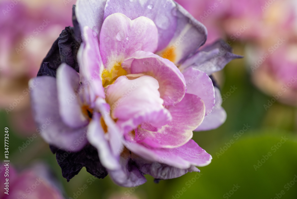 Naklejka premium Close of Pink Primula Flowers