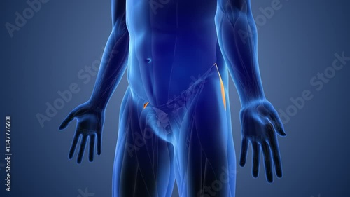 Animation of the gluteus Medius muscles pain