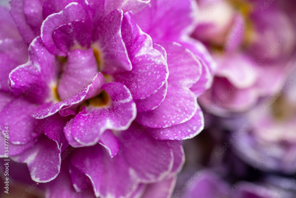 Close up of Pink and Mauve Flowers of Primula Close up of Pink and Mauve Flowers of Primula
