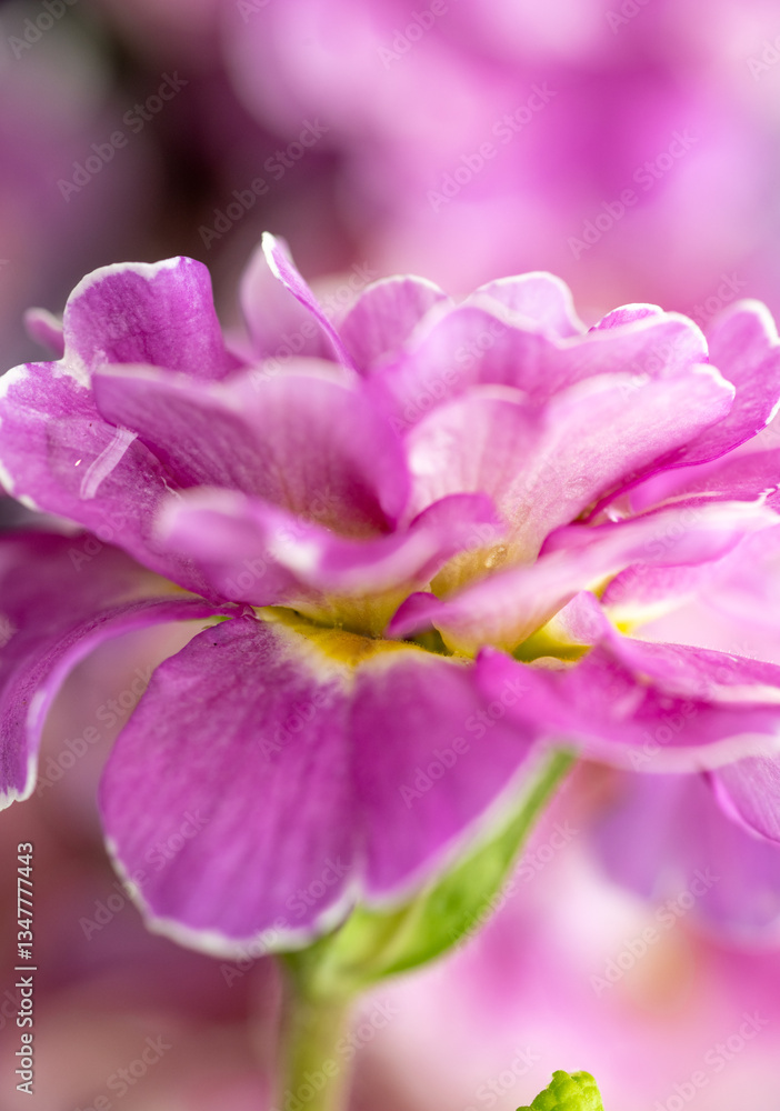 Obraz premium Close up of Pink and Mauve Flowers of Primula 