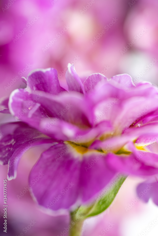 Close up of Pink and Mauve Flowers of Primula Close up of Pink and Mauve Flowers of Primula