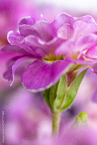 Close up of Pink and Mauve Flowers of Primula 