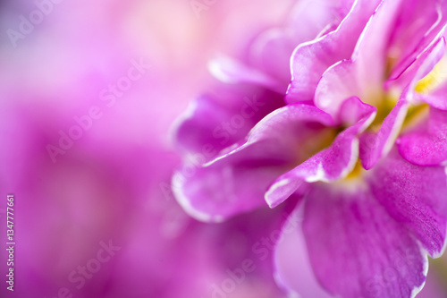 Close up of Pink and Mauve Flowers of Primula 