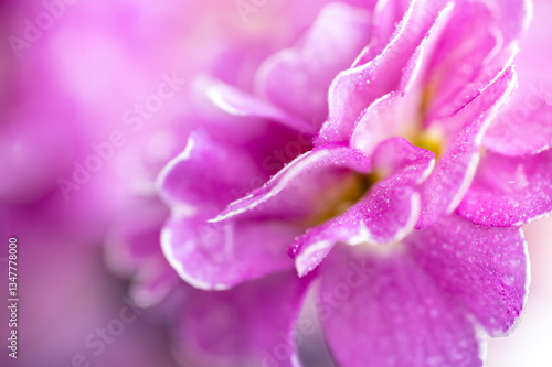 Close up of Pink and Mauve Flowers of Primula 