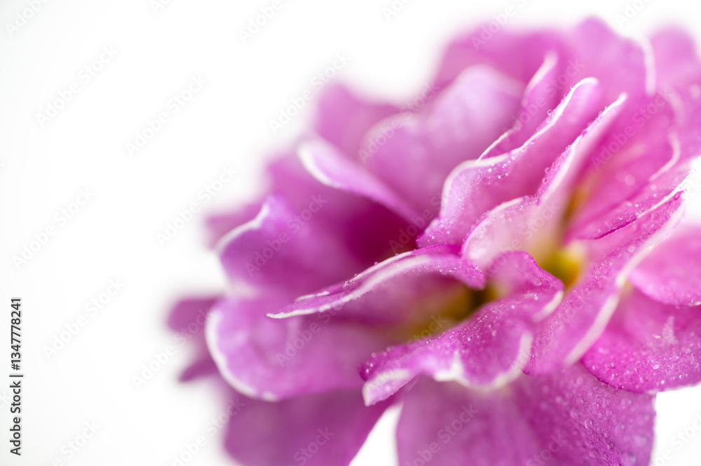 Close up of Pink and Mauve Flowers of Primula Close up of Pink and Mauve Flowers of Primula