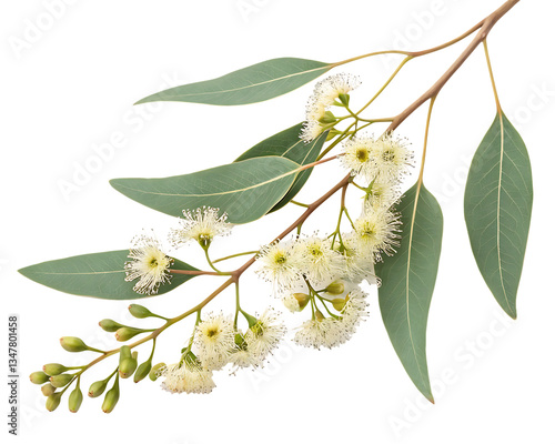 eucalyptus branch with flowers isolated on white background,  PNG.