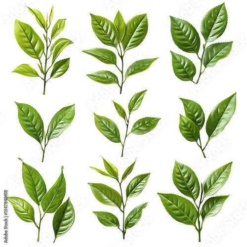 A set of fresh green tea leaves, arranged naturally, isolated on a transparent background. 