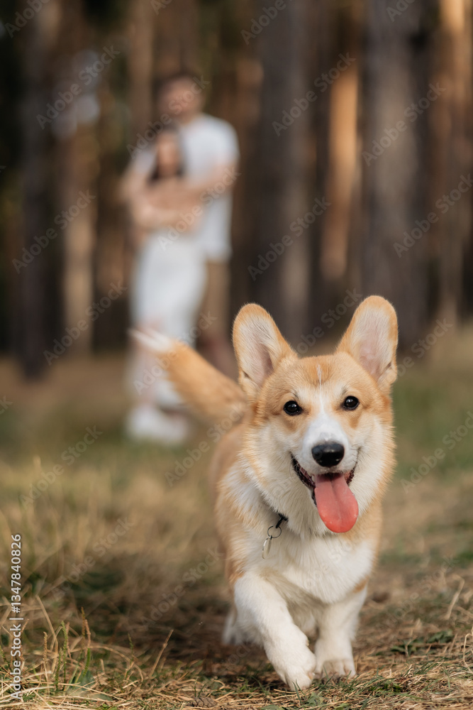 A joyful Corgi is happily running through the beautiful nature scenery, while a couple can be seen in the background, making this scene perfect for themes related to pets and romantic relationships