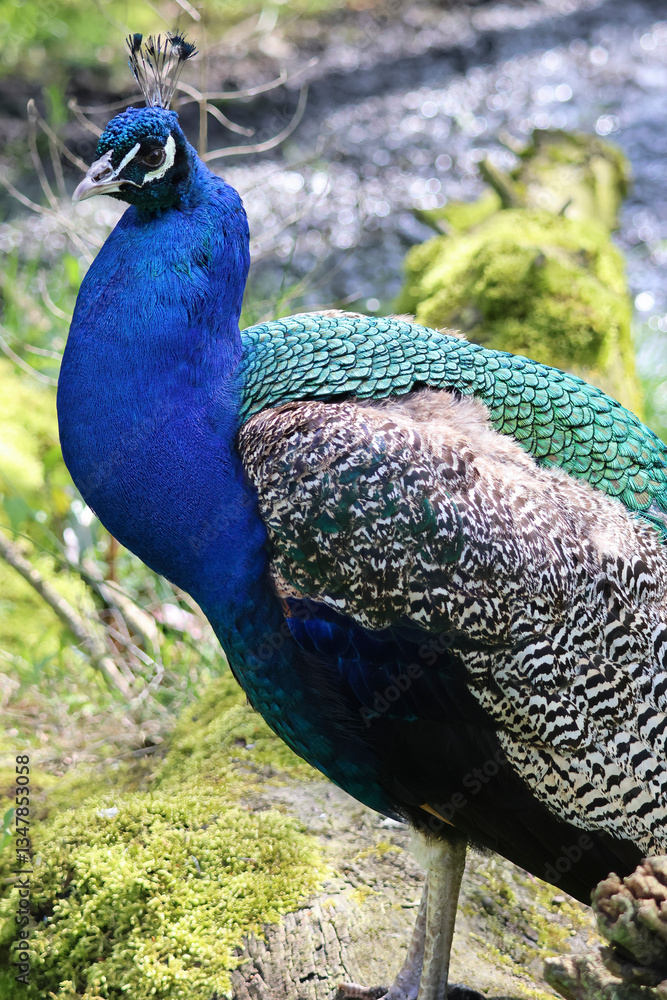 Fototapeta premium peacock in the garden
