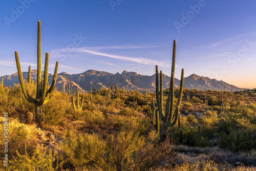 Saguaro cactus in Honey Bee state park with Catalina mountains in Tucson Arizona