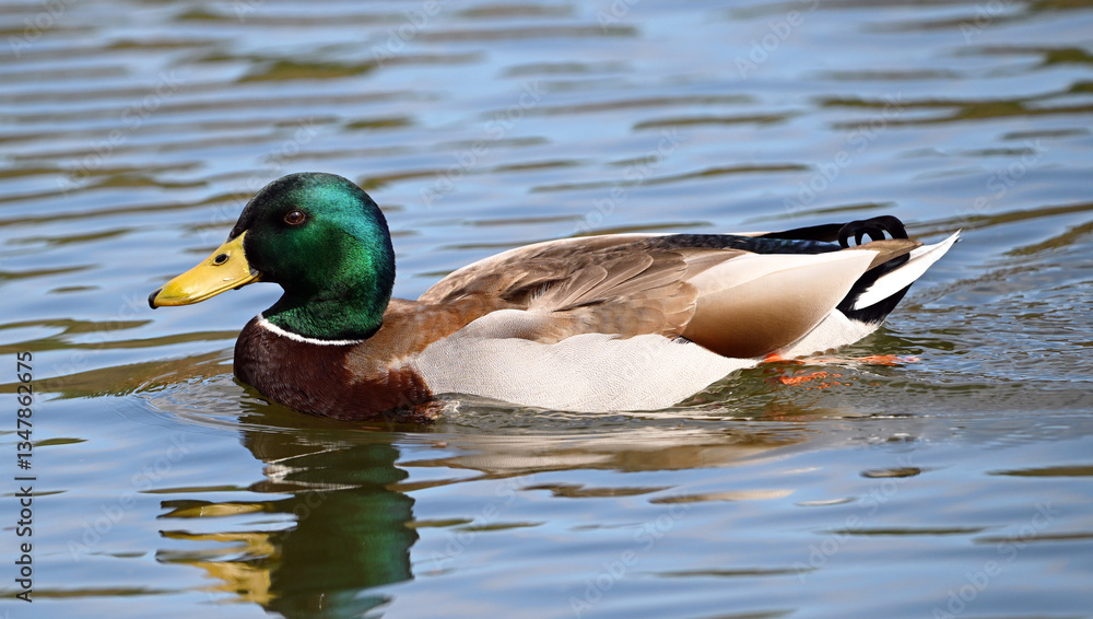 a beautiful mallard on a lake a beautiful mallard on a lake
