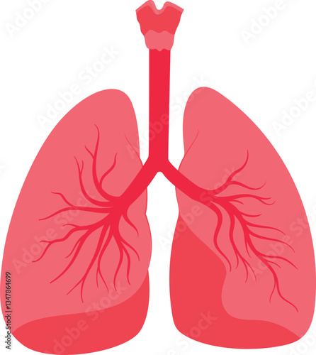  Illustration of the human lungs and respiratory system 

