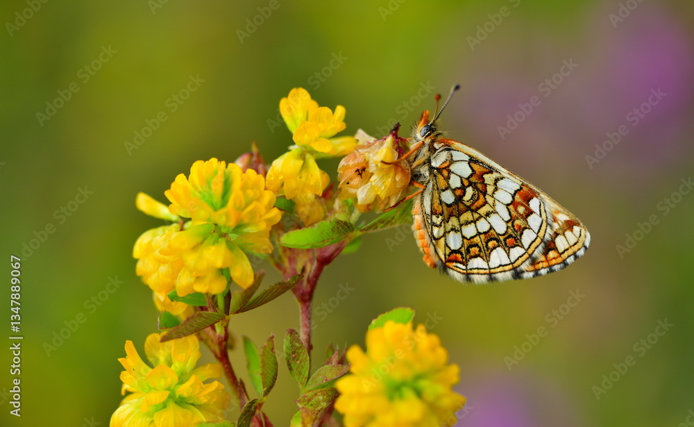 Obraz premium Melitaea aurelia 1307