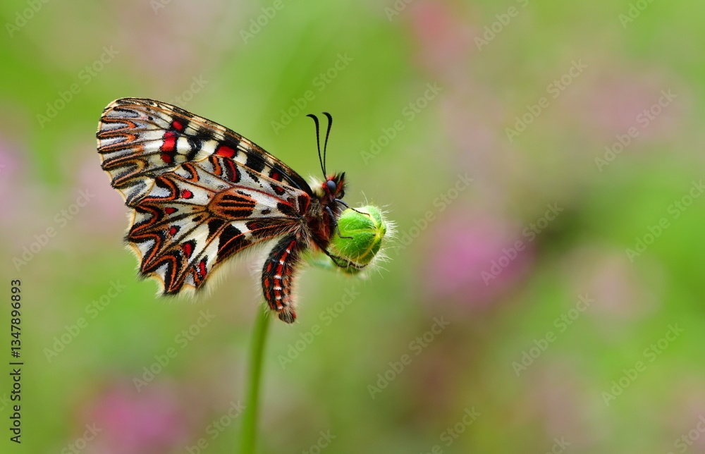 Obraz premium zerynthia polyxena 1308