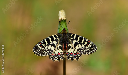 zerynthia polyxena 1310