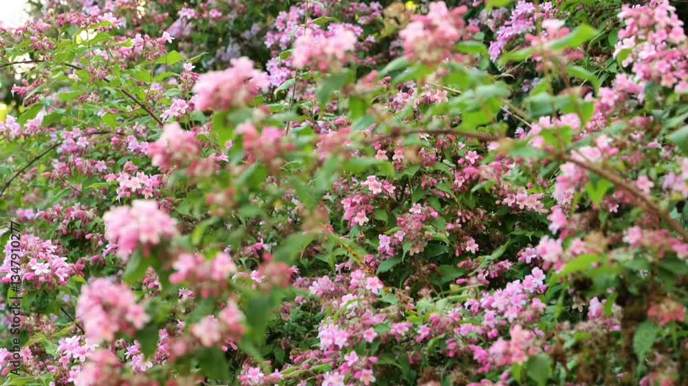 Pink Kolkwitzia bells in a spring garden.Flowering perennial shrubs in landscape design. 4k footage Pink Kolkwitzia bells in a spring garden.Flowering perennial shrubs in landscape design. 4k footage