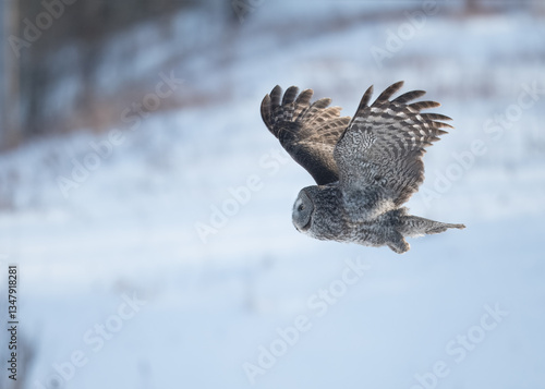 winter bird