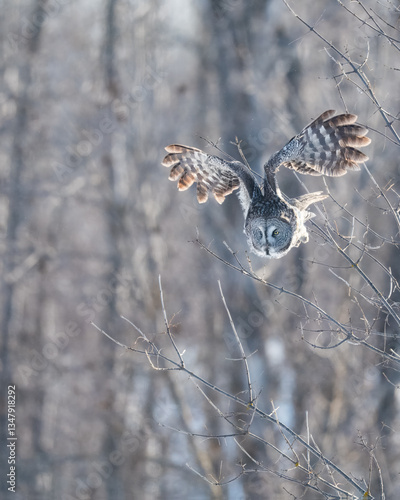 winter bird
