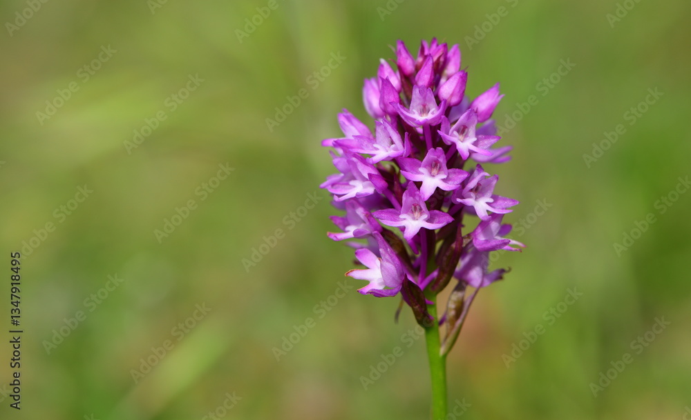 Orchid 1312 Orchid 1312