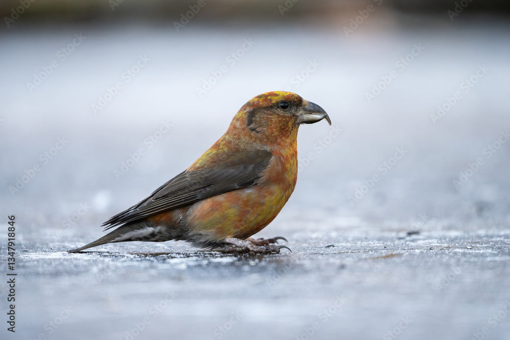 Red Crossbill (Loxia curvirostra). A solitary Red Crossbill rests on an icy surface, showcasing its distinctive crossed bill. Frozen landscape. The bird's vibrant reddish plumage contrasts. Red Crossbill (Loxia curvirostra). A solitary Red Crossbill rests on an icy surface, showcasing its distinctive crossed bill. Frozen landscape. The bird's vibrant reddish plumage contrasts.