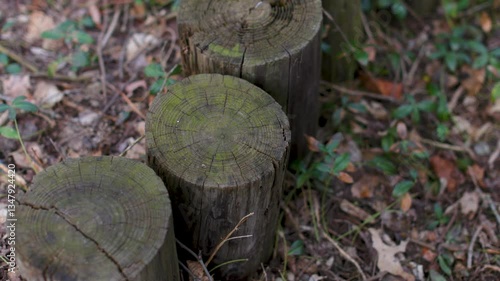 Close-up of aged wooden logs with green moss growth. Rustic natural textures, environmental decay, and organic patterns.