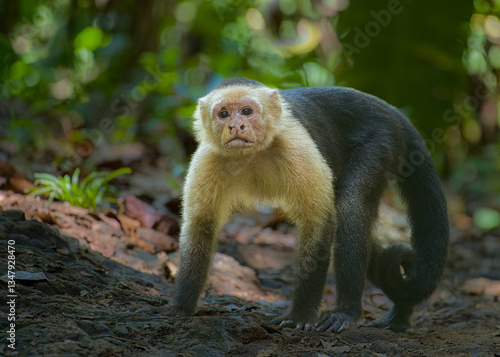 spider monkey