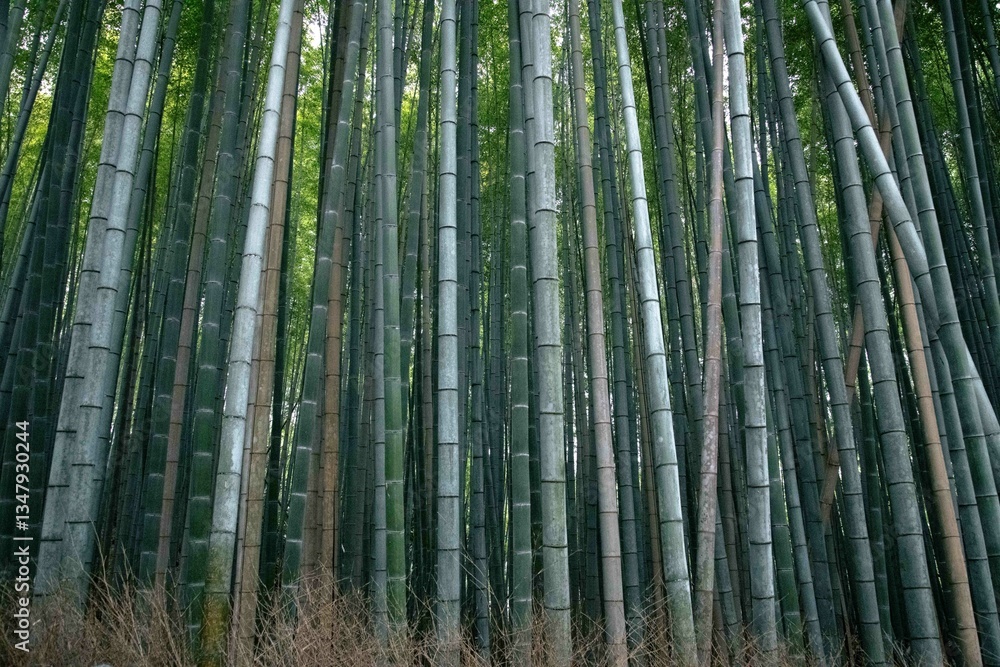 Fototapeta premium Bamboo forest