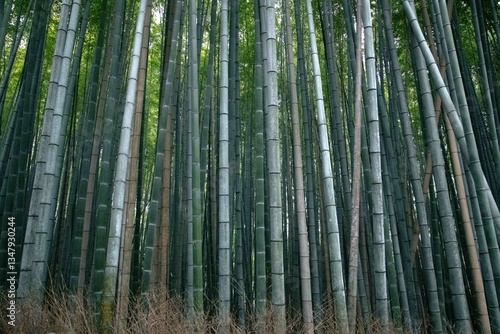 Bamboo forest
