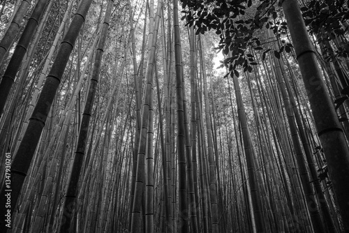 Bamboo Forest