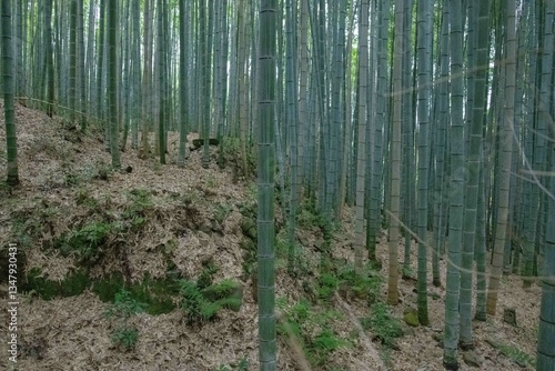 Bamboo Forest