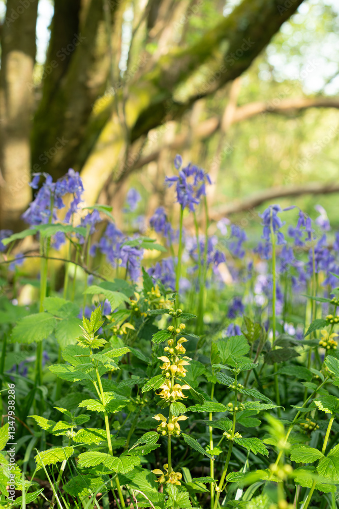 Fototapeta premium Yellow arcangel Lamium galeobdolon growing in a woodland clearing surrounded by English bluebells Hyacinthoides non-scripta