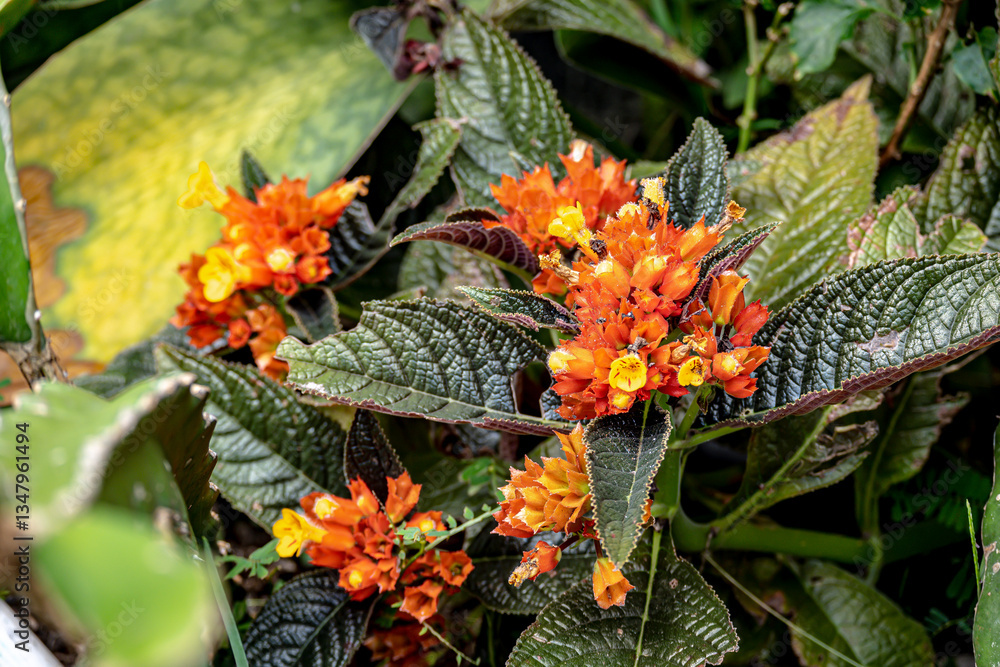 A detailed macro shot of the red and yellow tropical flower Chrysothemis pulchella and its jagged green leaves. The vibrant colors and intricate textures highlight the beauty of nature. A detailed macro shot of the red and yellow tropical flower Chrysothemis pulchella and its jagged green leaves. The vibrant colors and intricate textures highlight the beauty of nature.