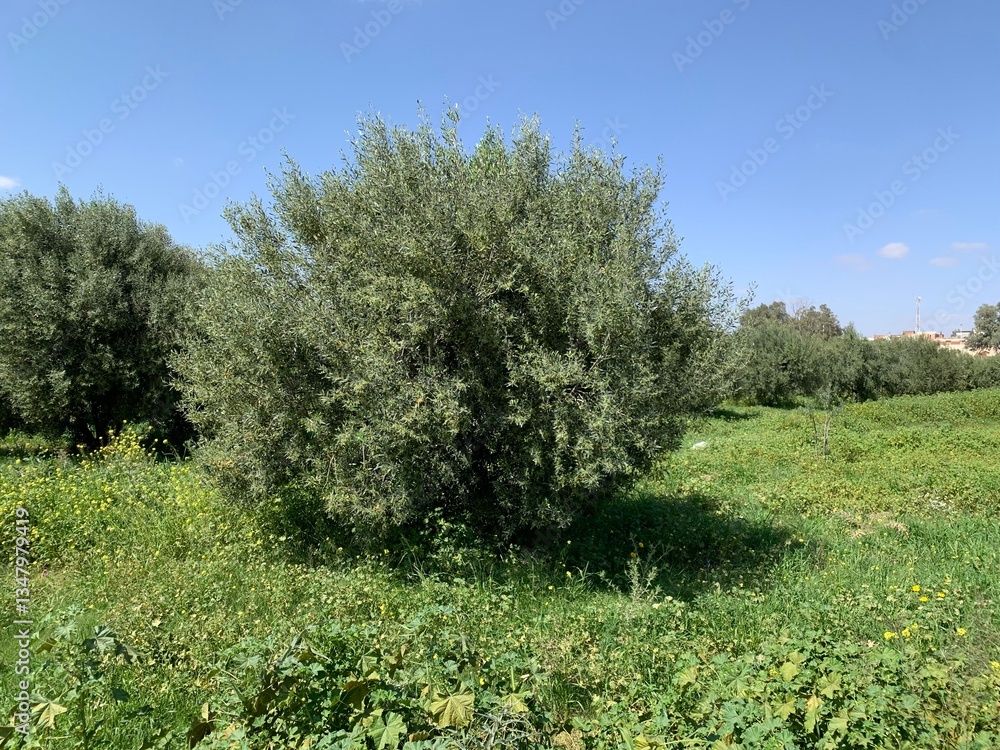 Obraz premium olive tree