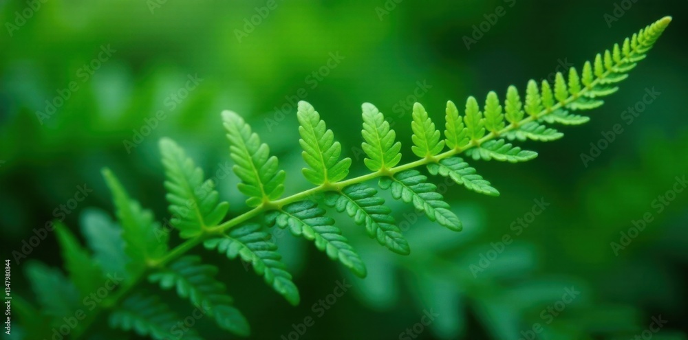 Soft fern frond with delicate tips, green, leafy, soft Soft fern frond with delicate tips, green, leafy, soft