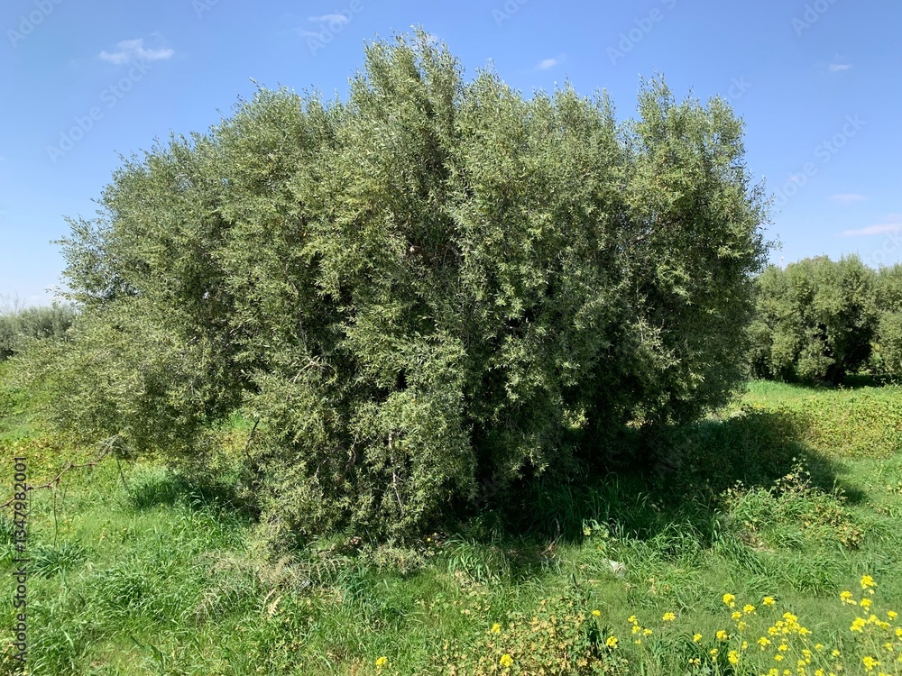 Obraz premium olive tree field